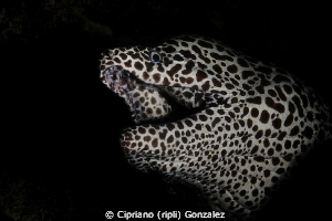 snoot morey by Cipriano (ripli) Gonzalez 